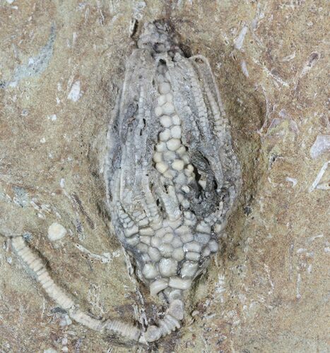 Bargain, Macrocrinus Crinoid Fossil - Indiana #52935